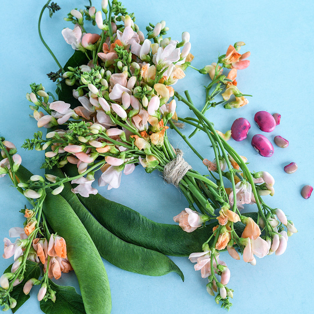 A posy of Sunset Runner Bean blooms with pods, beans and foliage on a light blue background.