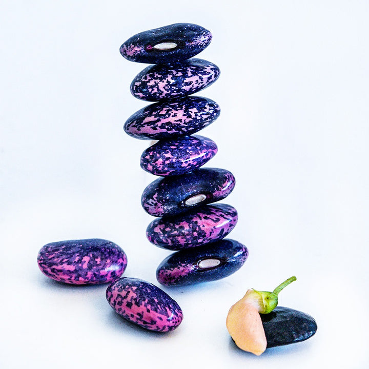 A stack of Sunset Runner Beans surrounded by beans and a bloom on a white background.