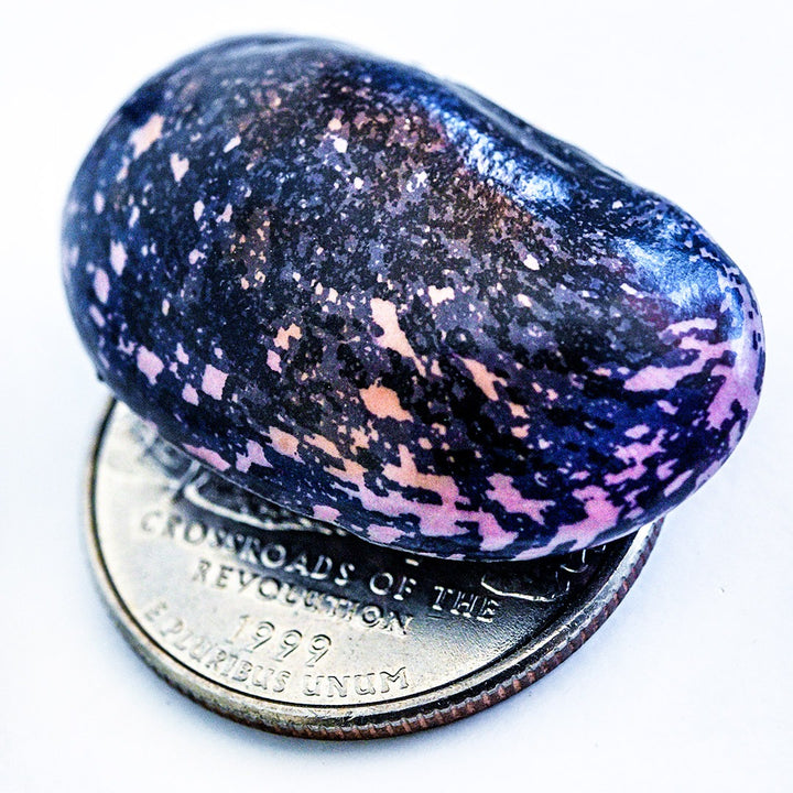 A single Sunset Runner Bean resting on a quarter on a white background.