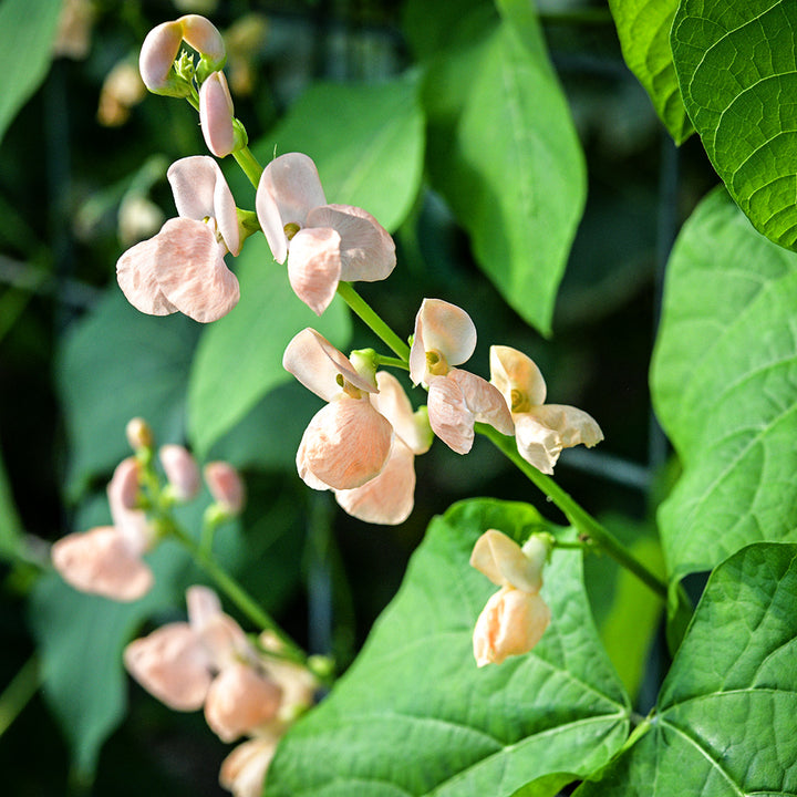 A Sunset Runner Bean flower blooms on vines growing in a greenhouse at Baker Creek.