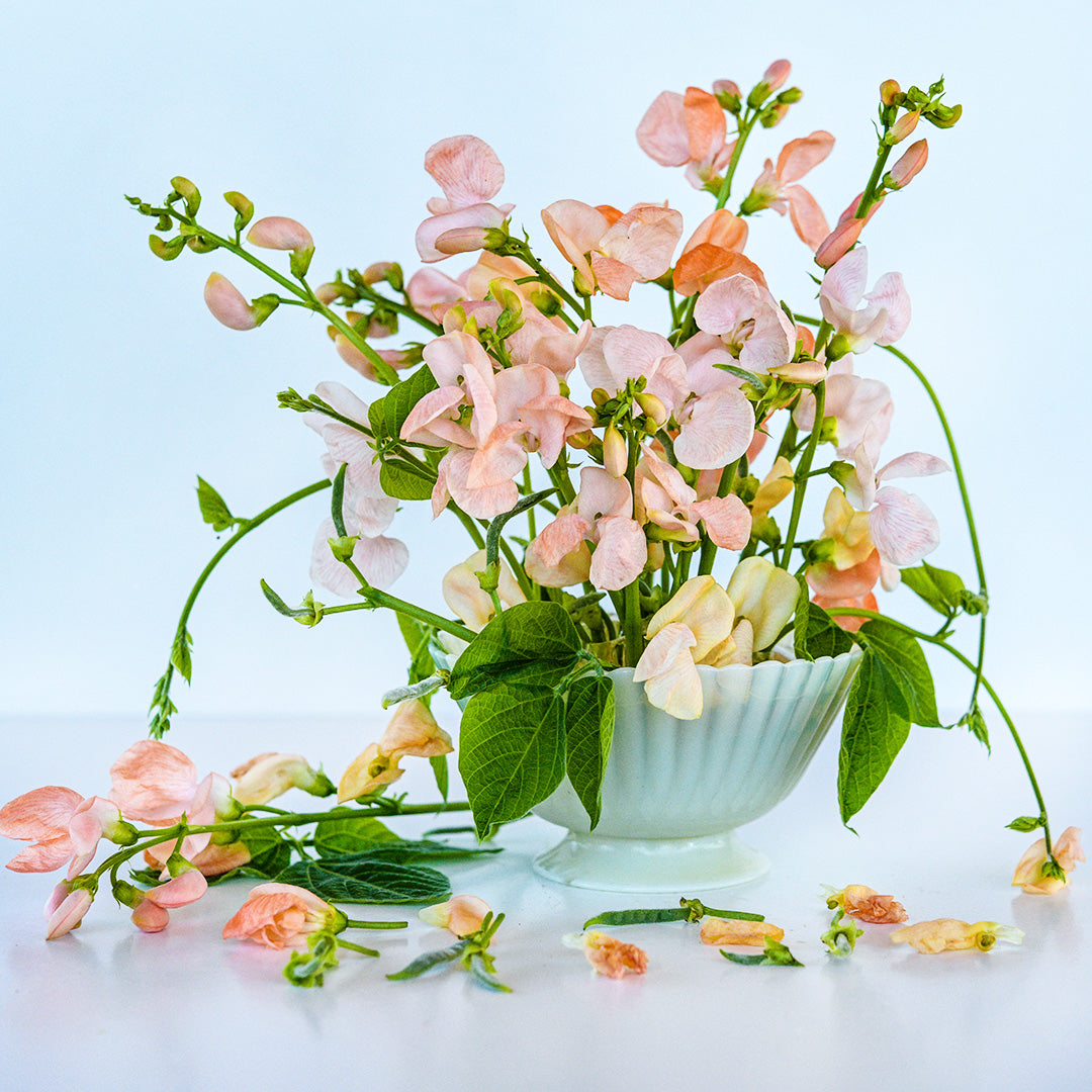 An arrangement of Sunset Runner Bean blooms in a fluted glass bowl on a white background.