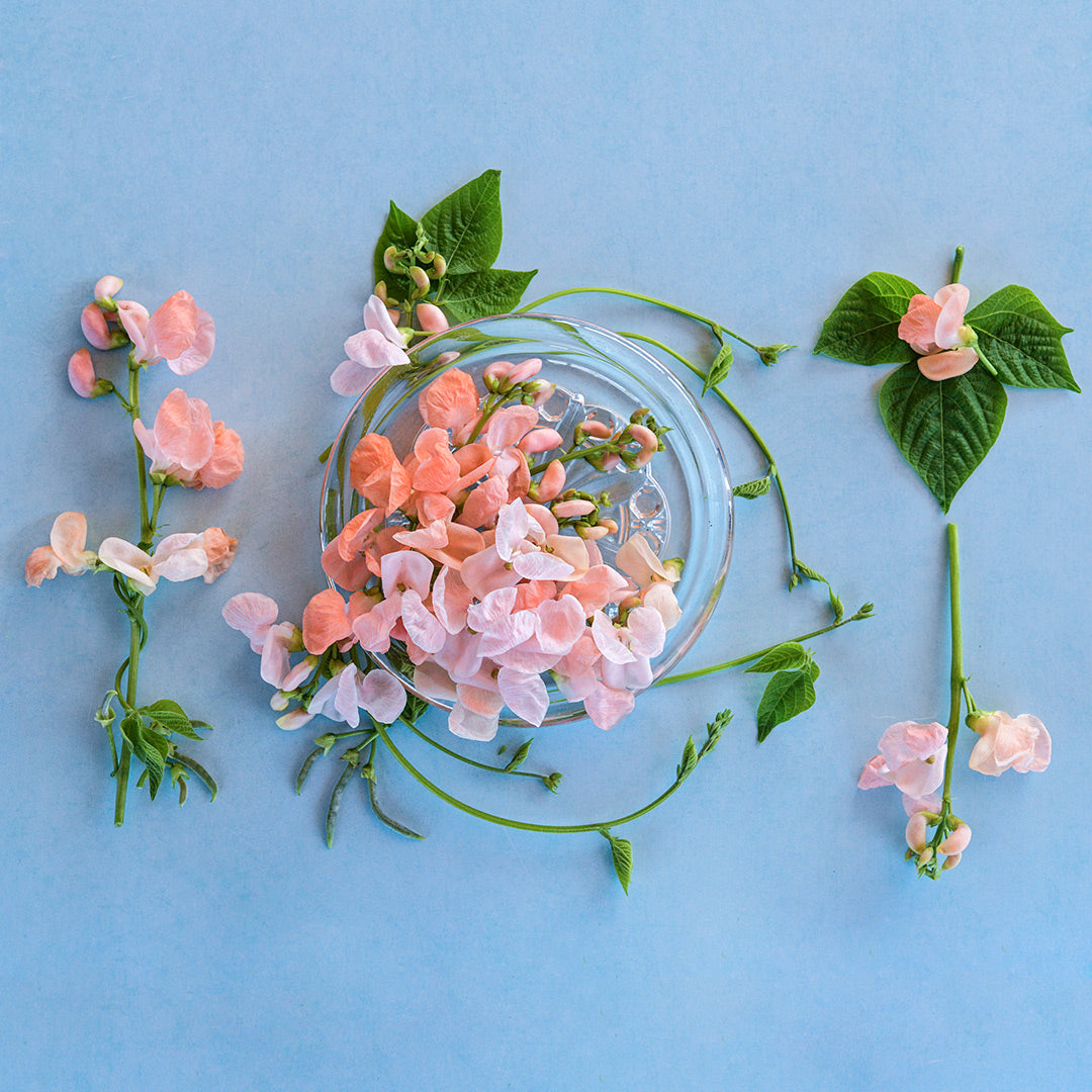 Sunset Runner Bean blooms arranged on a crystal plate surrounded by vines, foliage and more blooms.