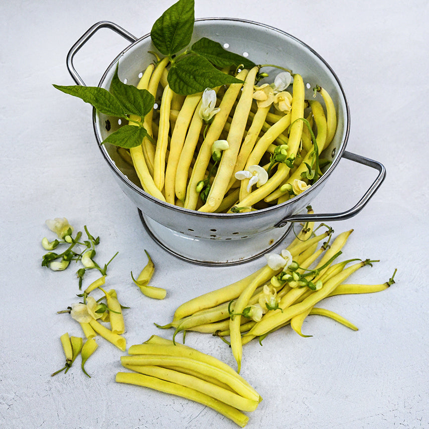 Freshly harvested Sonesta Wax Bush Beans in a white colander surrounded with chopped beans, leaves and blooms