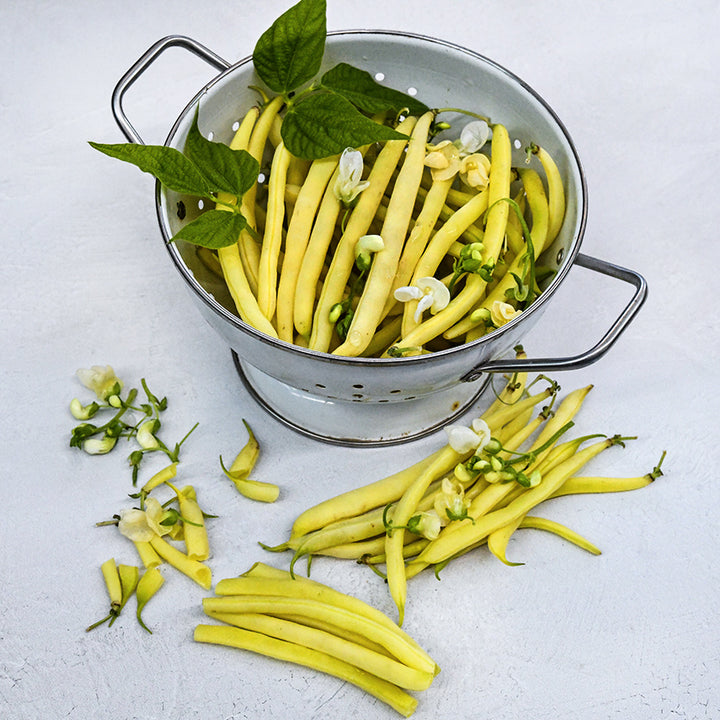 Freshly harvested Sonesta Wax Bush Beans in a white colander surrounded with chopped beans, leaves and blooms