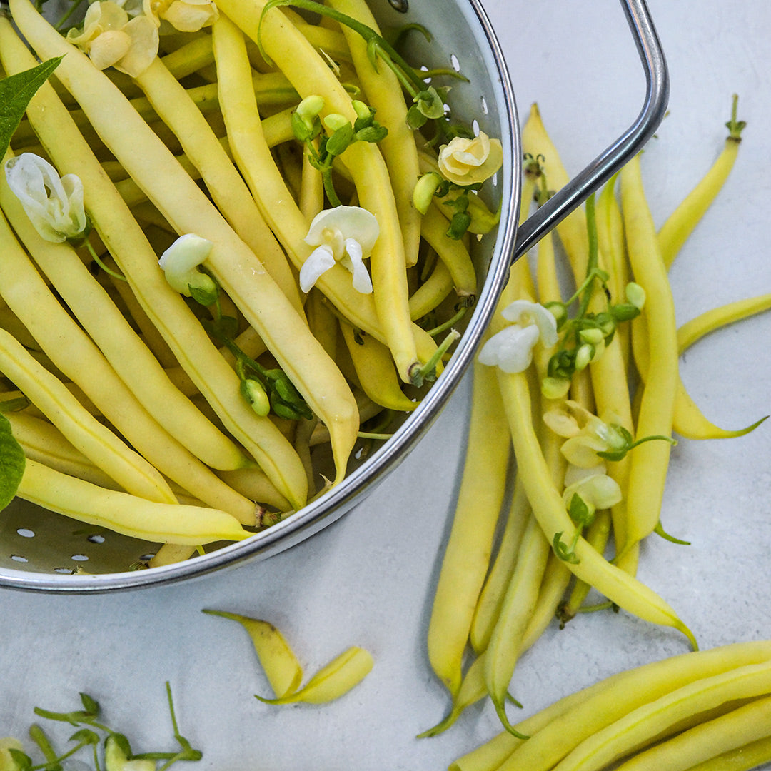 Sonesta Wax Bush Beans in a colander with blooms on a light background.