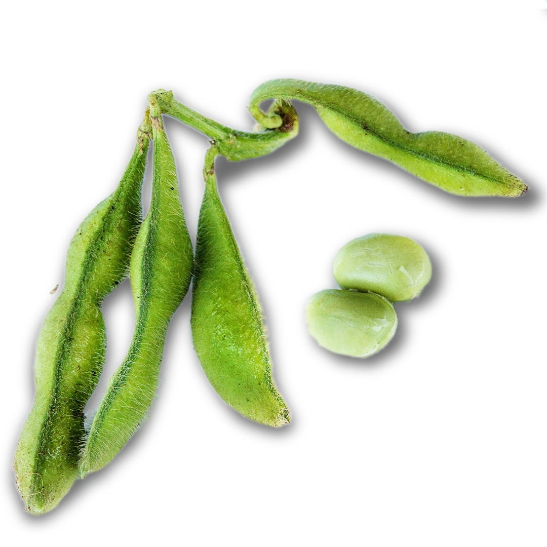 A close-up view of four Chiba Green Soybeans with two shelled beans on a white background.