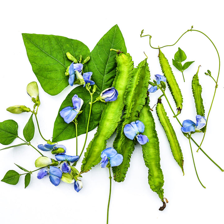 Urizun Japanese Winged Beans with foliage and blooms on a white background.