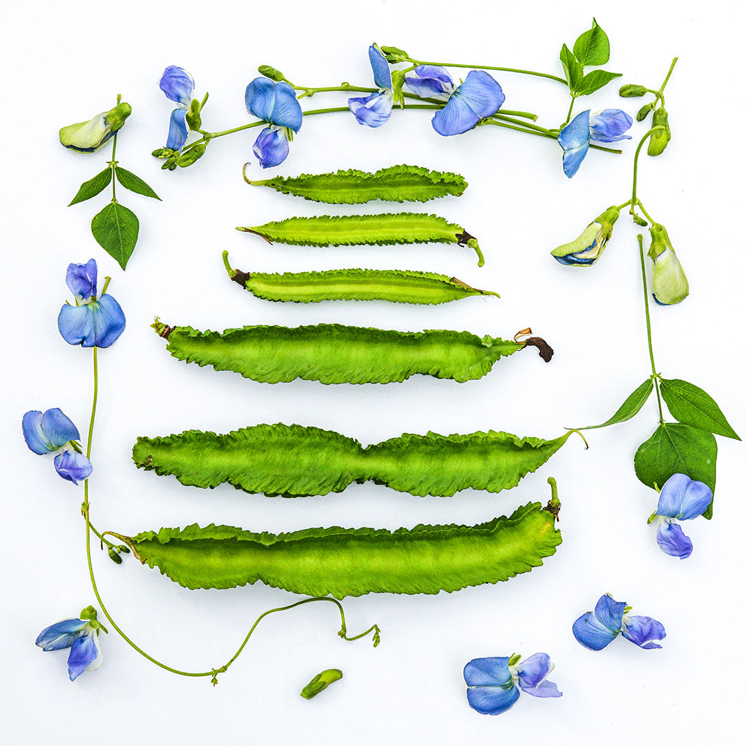 A line of Urizun Japanese Winged Beans surrounded by blue blooms on a white background.