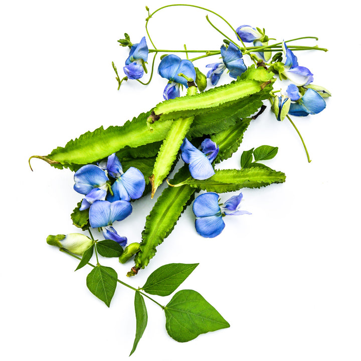 Urizun Japanese Winged Beans arranged with blooms and foliage on a white background.