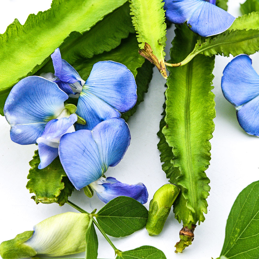 A close-up macro view of Urizun Japanese Winged Beans with blue blooms.