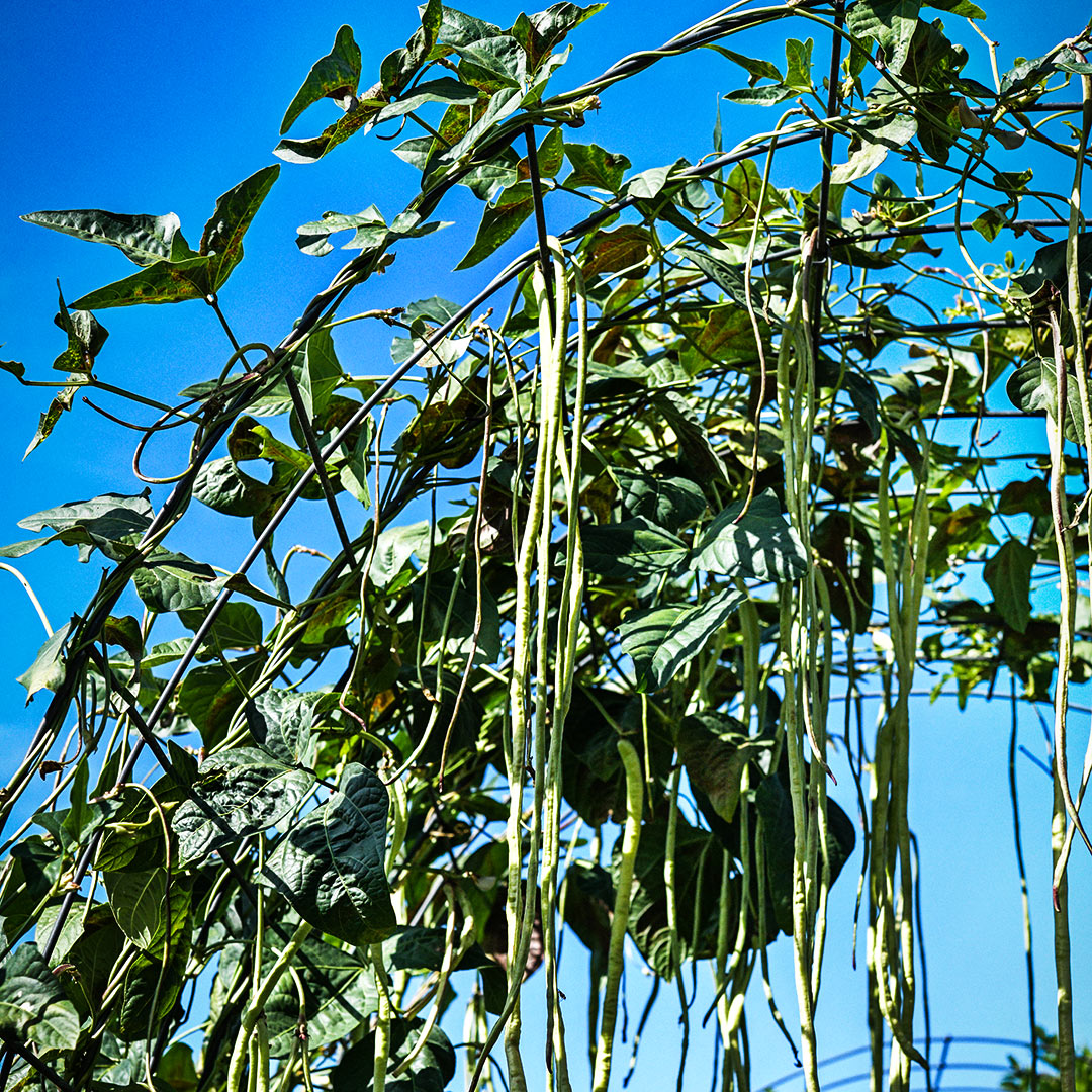 Taiwan Yard-Long Beans growing on a trellis against the deep blue sky in the Baker Creek garden