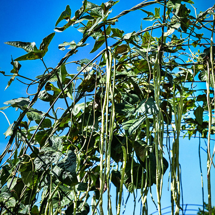 Taiwan Yard-Long Beans growing on a trellis against the deep blue sky in the Baker Creek garden