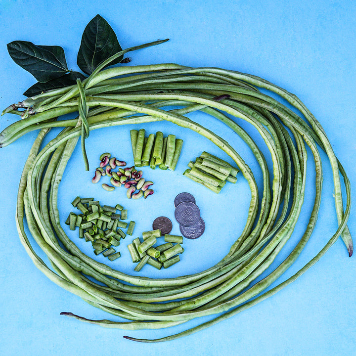 Taiwan Yard-Long Beans tied in circle with chopped beans and Taiwanese coins on a light blue background.