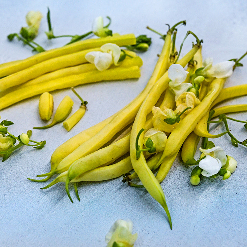 Close-up of Sonesta Wax Bush Beans with blooms on light blue background.