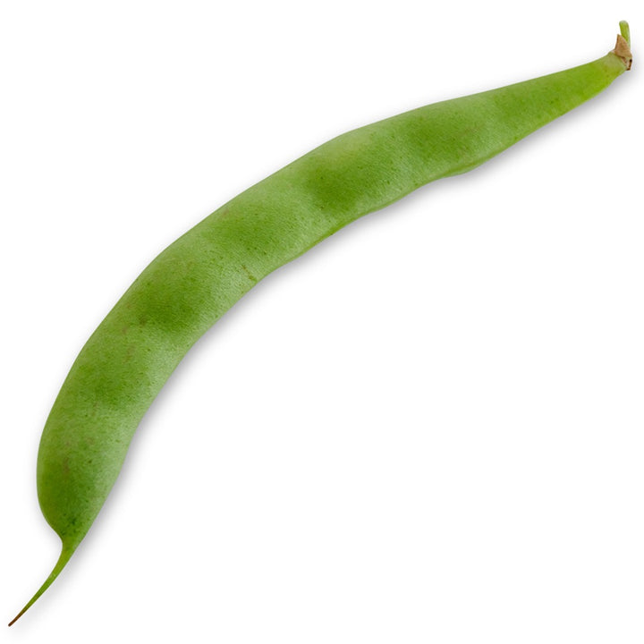 A single Adventist Pole Bean pod on a white background