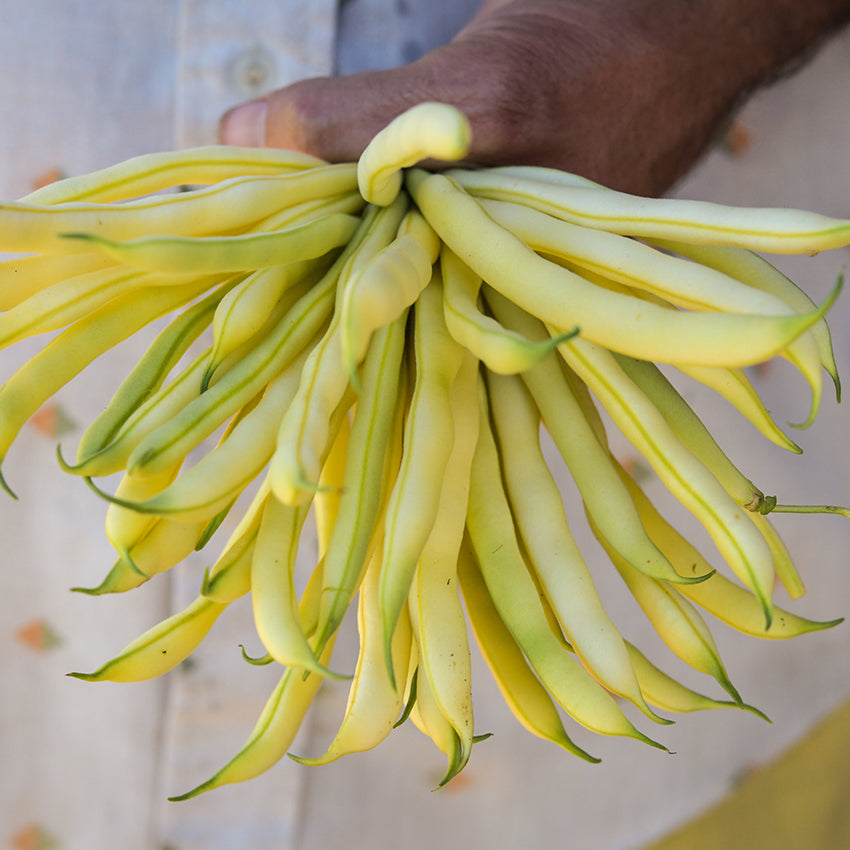 A gardener holding freshly picked Beurre De Rocquencourt Beans.