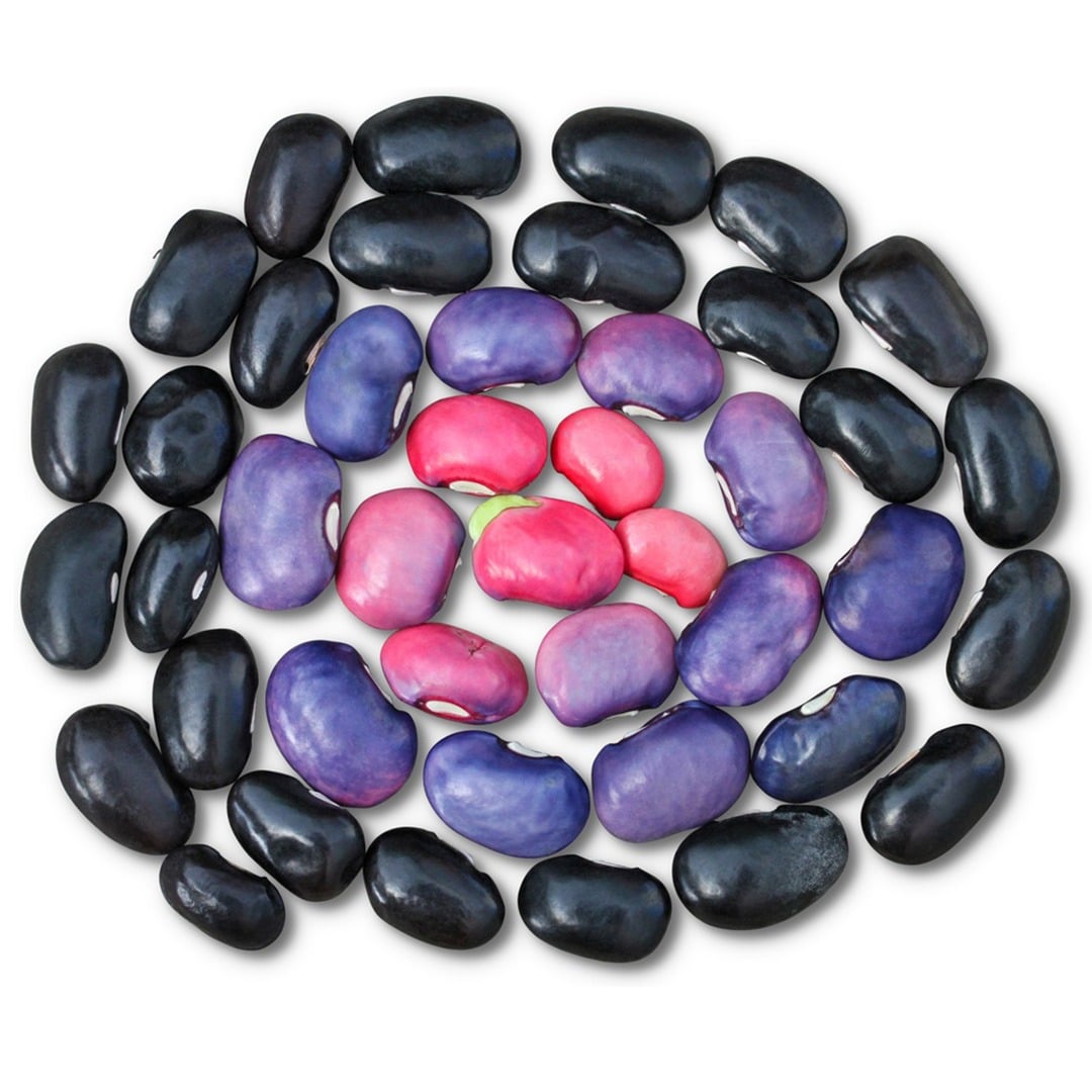 Black Coat Runner Beans arranged in a circle on a white background.