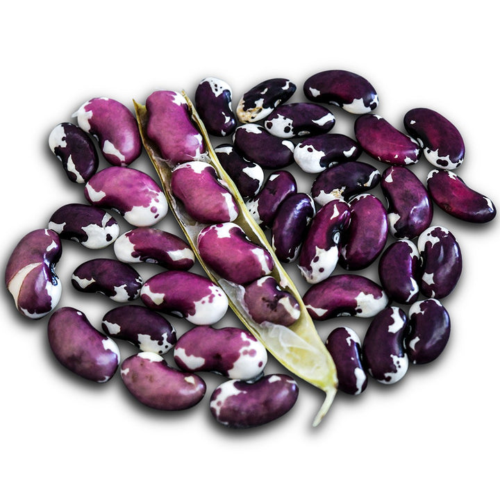 1500 Year Old Cave Beans arranged on a white background.