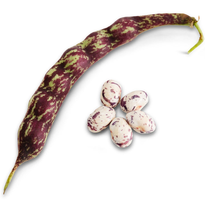 Autumn Zebra beans on a white background.
