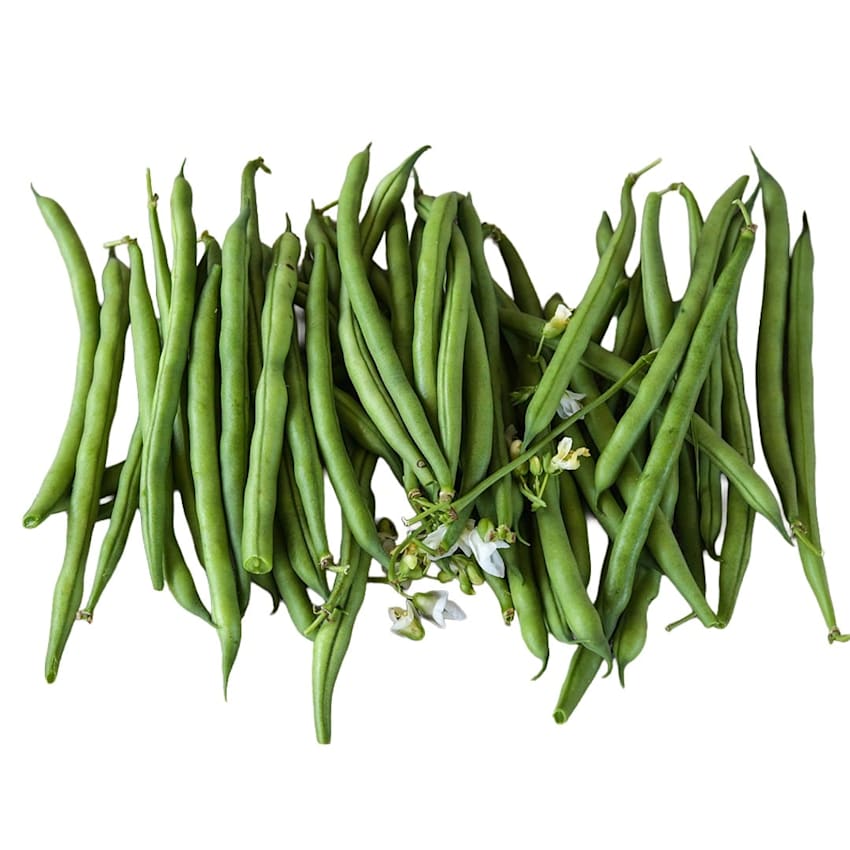 A freshly picked pile of abundant Jade Bush Beans on a white background.