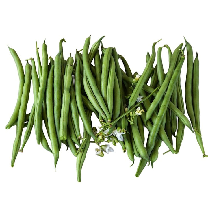 A freshly picked pile of abundant Jade Bush Beans on a white background.