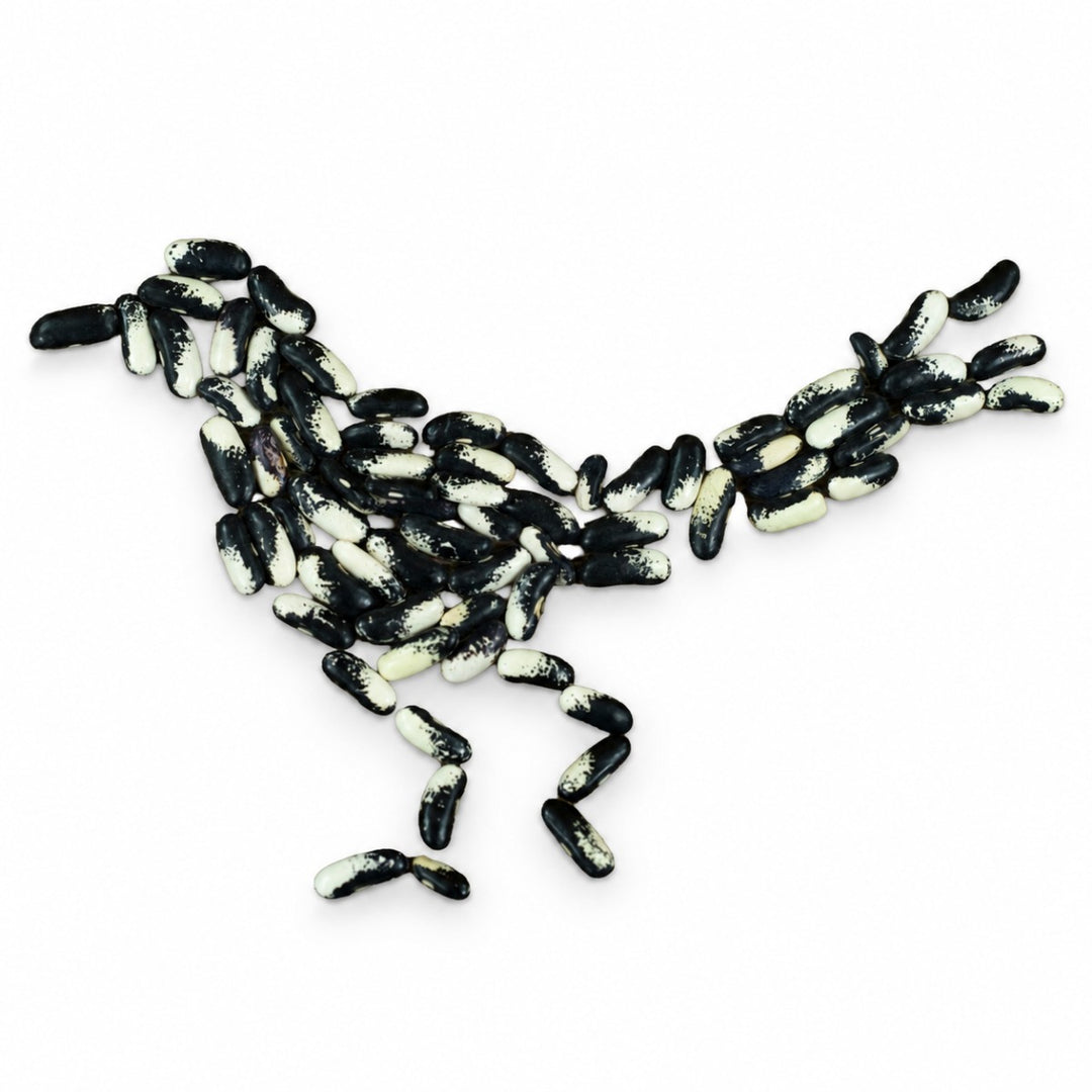 Magpie bean common beans arranged in the shape of a magpie bird on a white background.