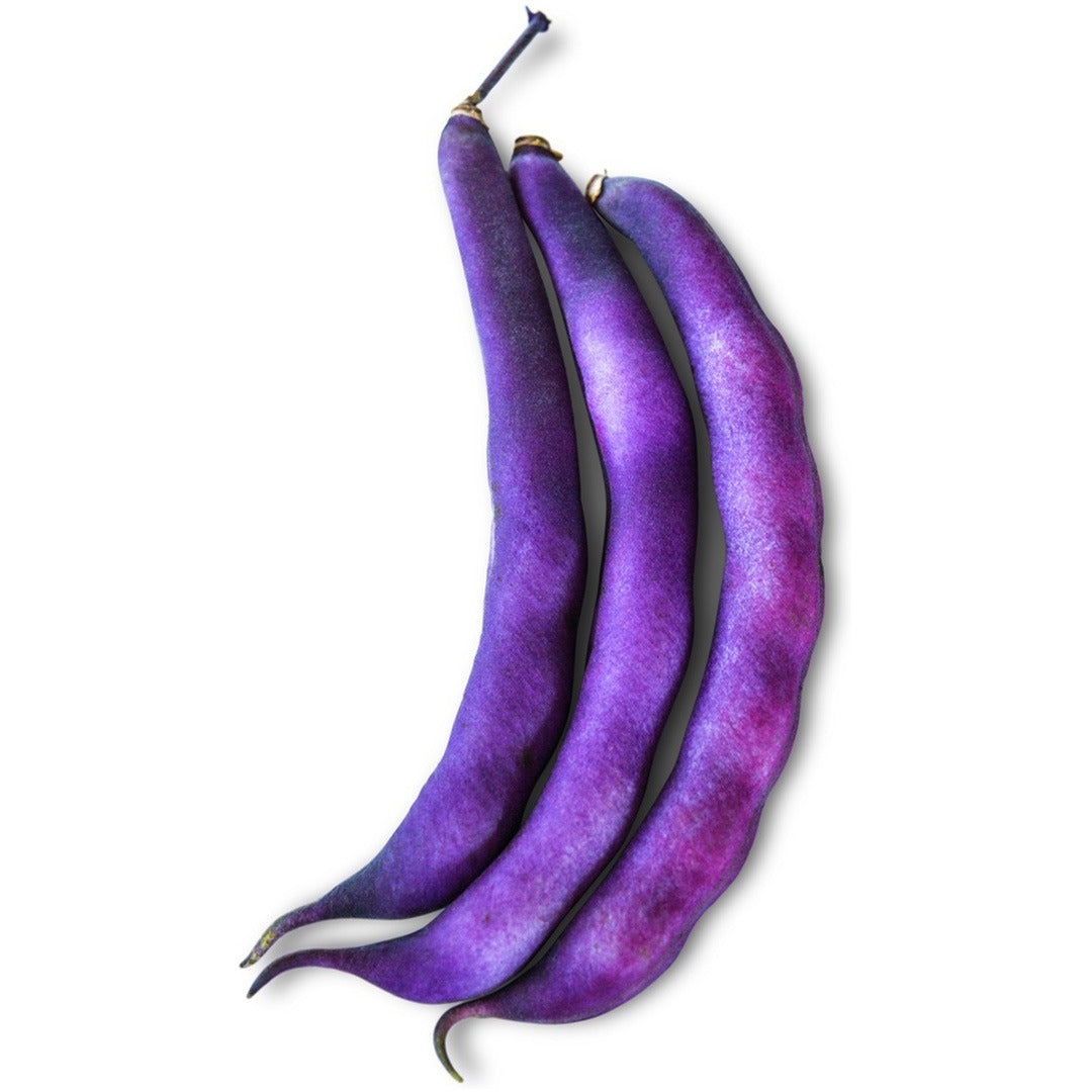 Trio of Purple Dove Bush Beans in a row on a white background.
