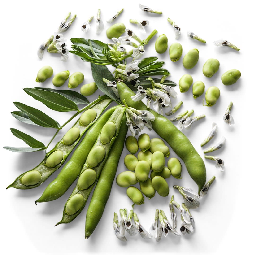 Broad Windsor Fava Beans arranged with flowers and foliage on a white background.