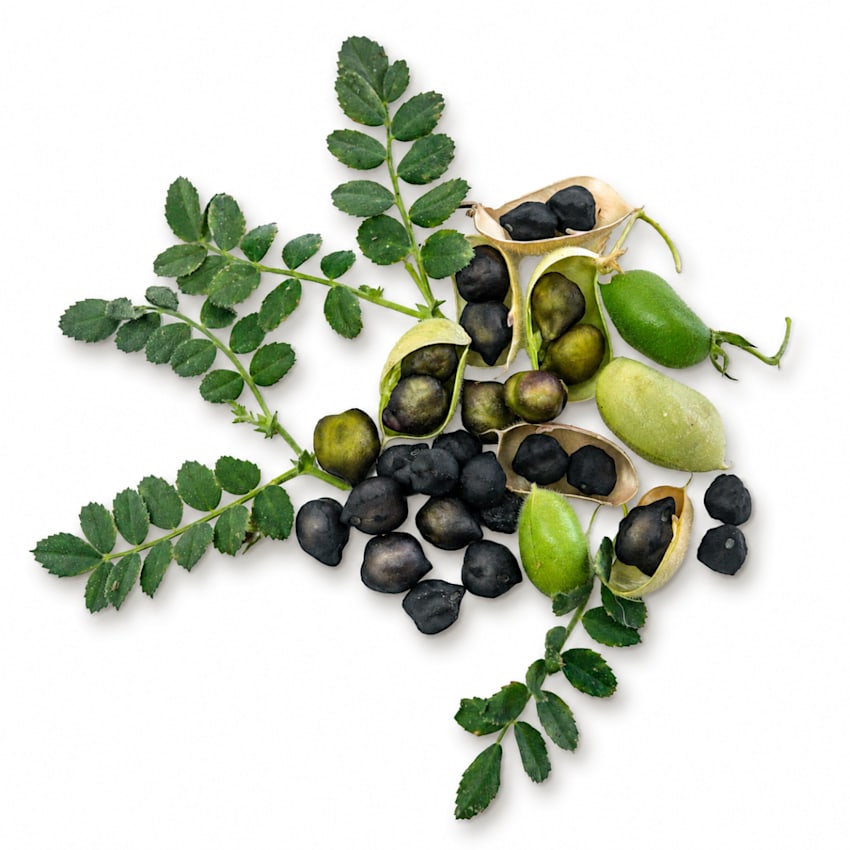 Garbanzo Bean Seeds, Kabouli Black