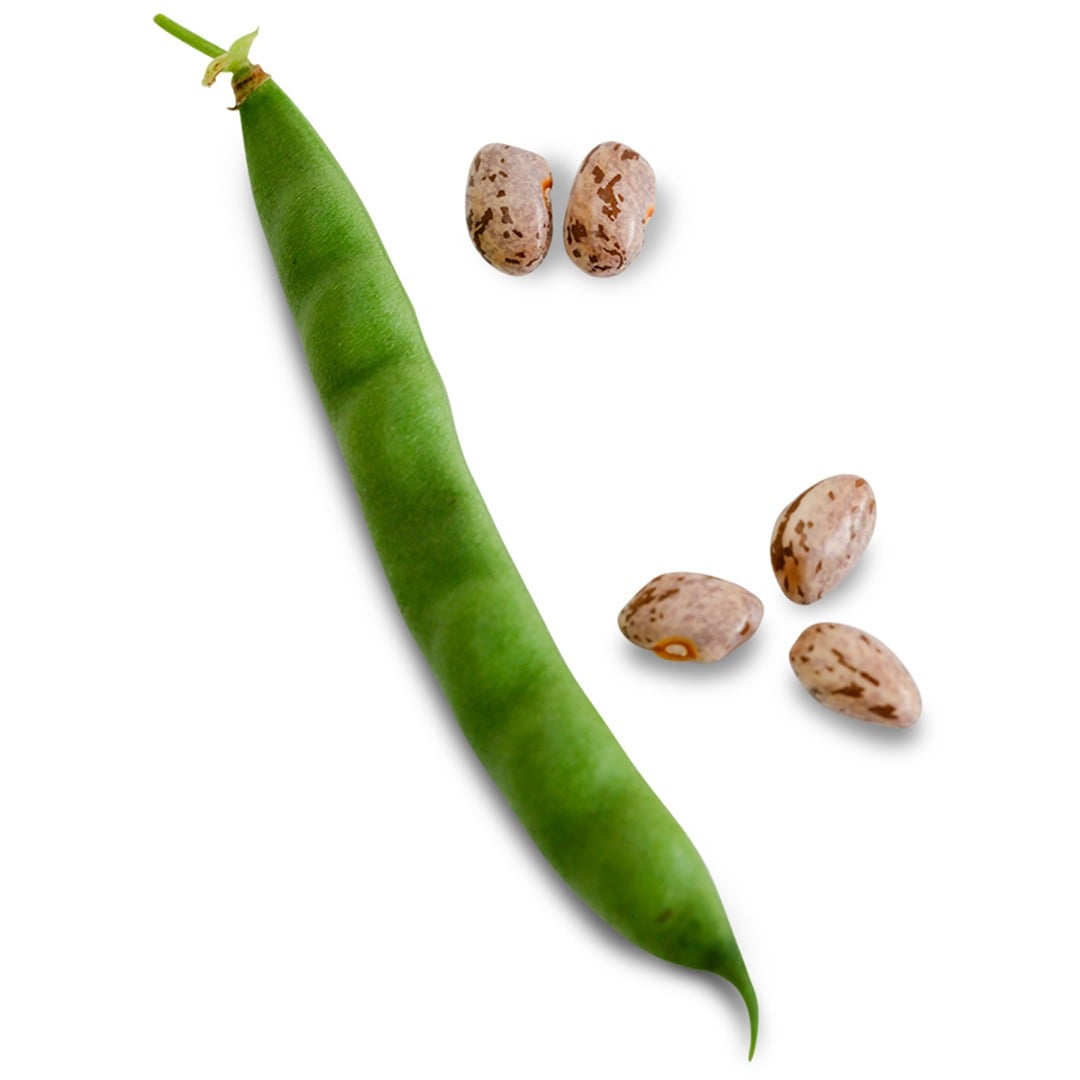 A Greasy Grit bean pod with some beans on a white background