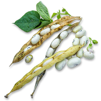Bean Seeds, Hutterite Soup Bush