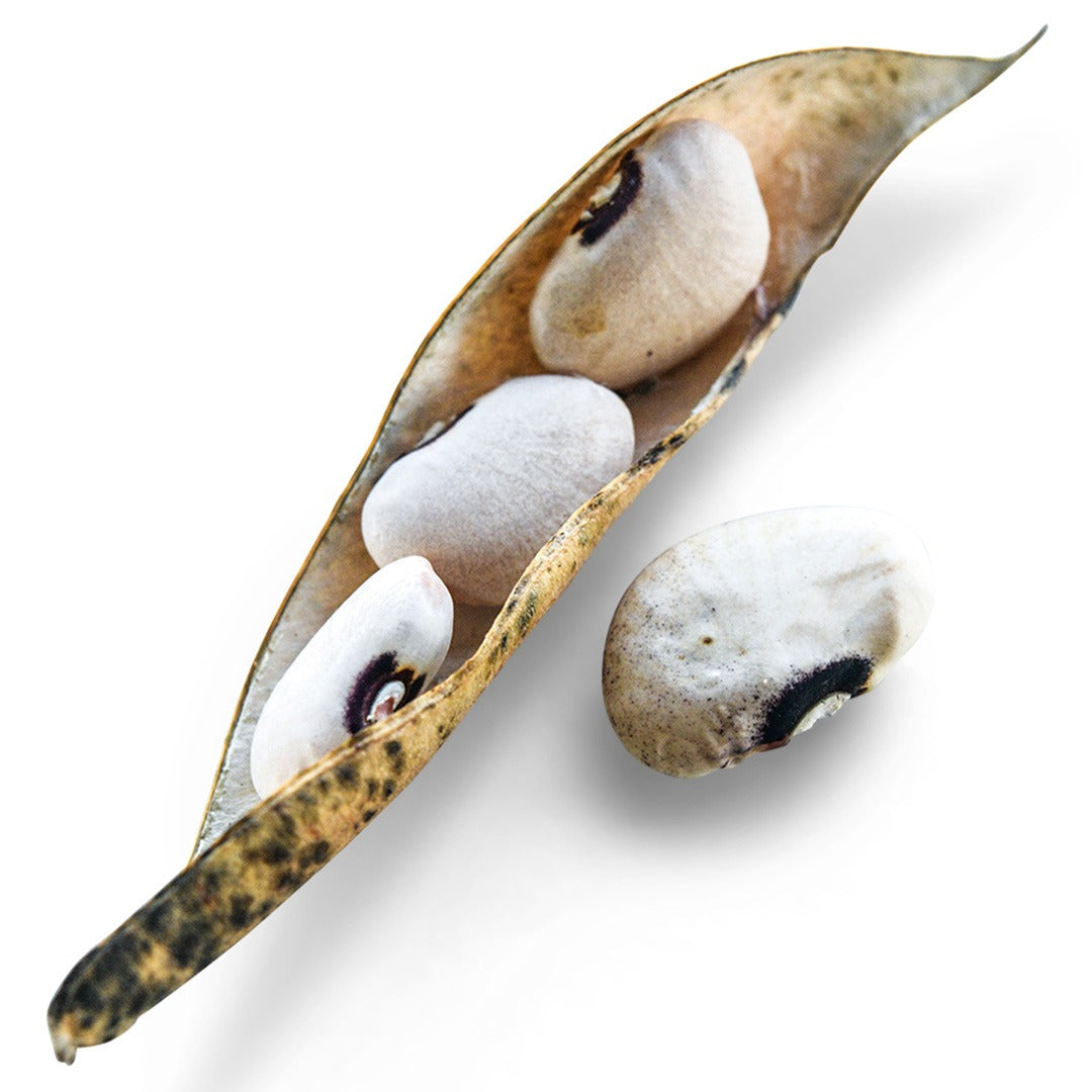 Alabama Blackeyed Butterbeans in a pod on a white background.
