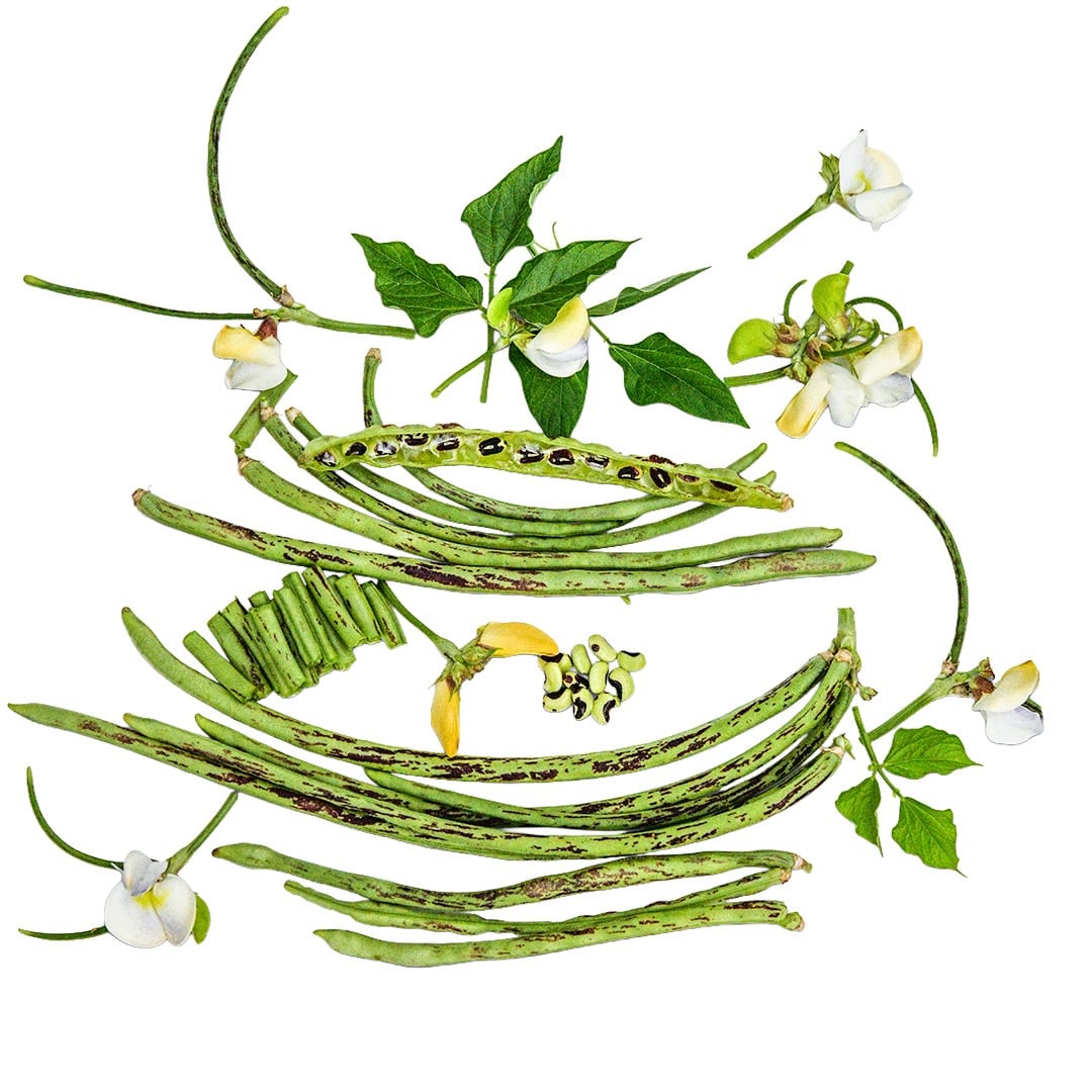 Thai Soldier Long Beans with foliage and blooms arranged on a white background.