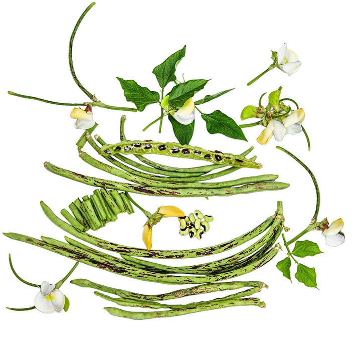 Thai Soldier Long Beans with foliage and blooms arranged on a white background.
