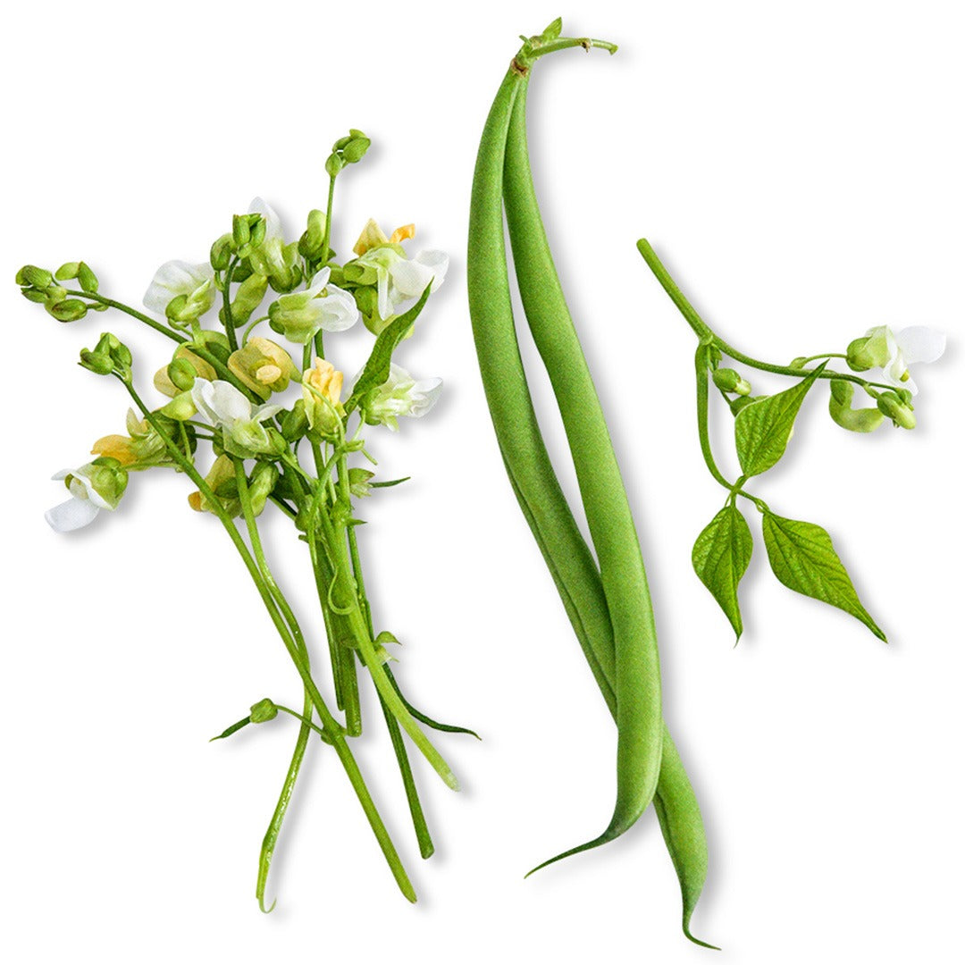 Two Odeon Bush Bean pods with foliage surround on a white background