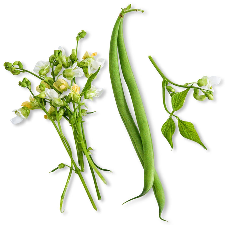 Two Odeon Bush Bean pods with foliage surround on a white background