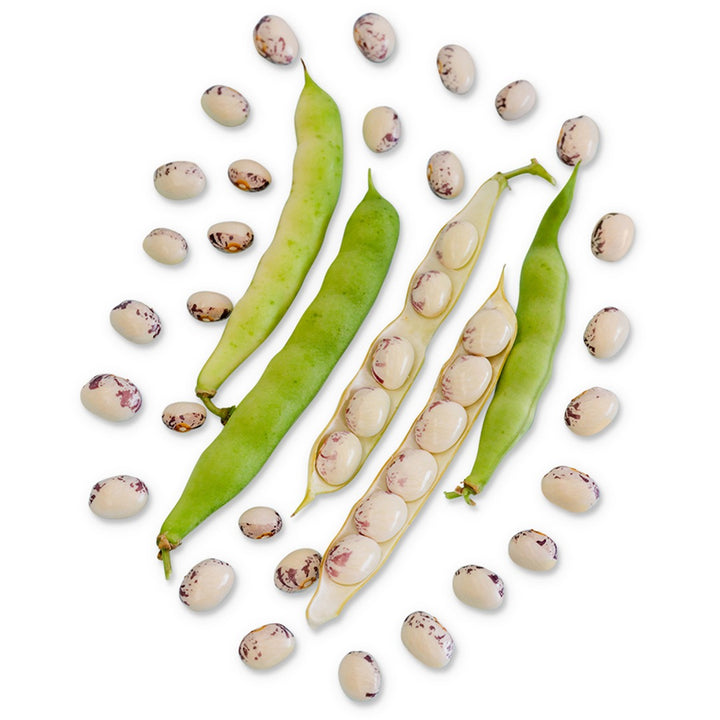 Papa De Rola Beans loose and in pods on a white background.