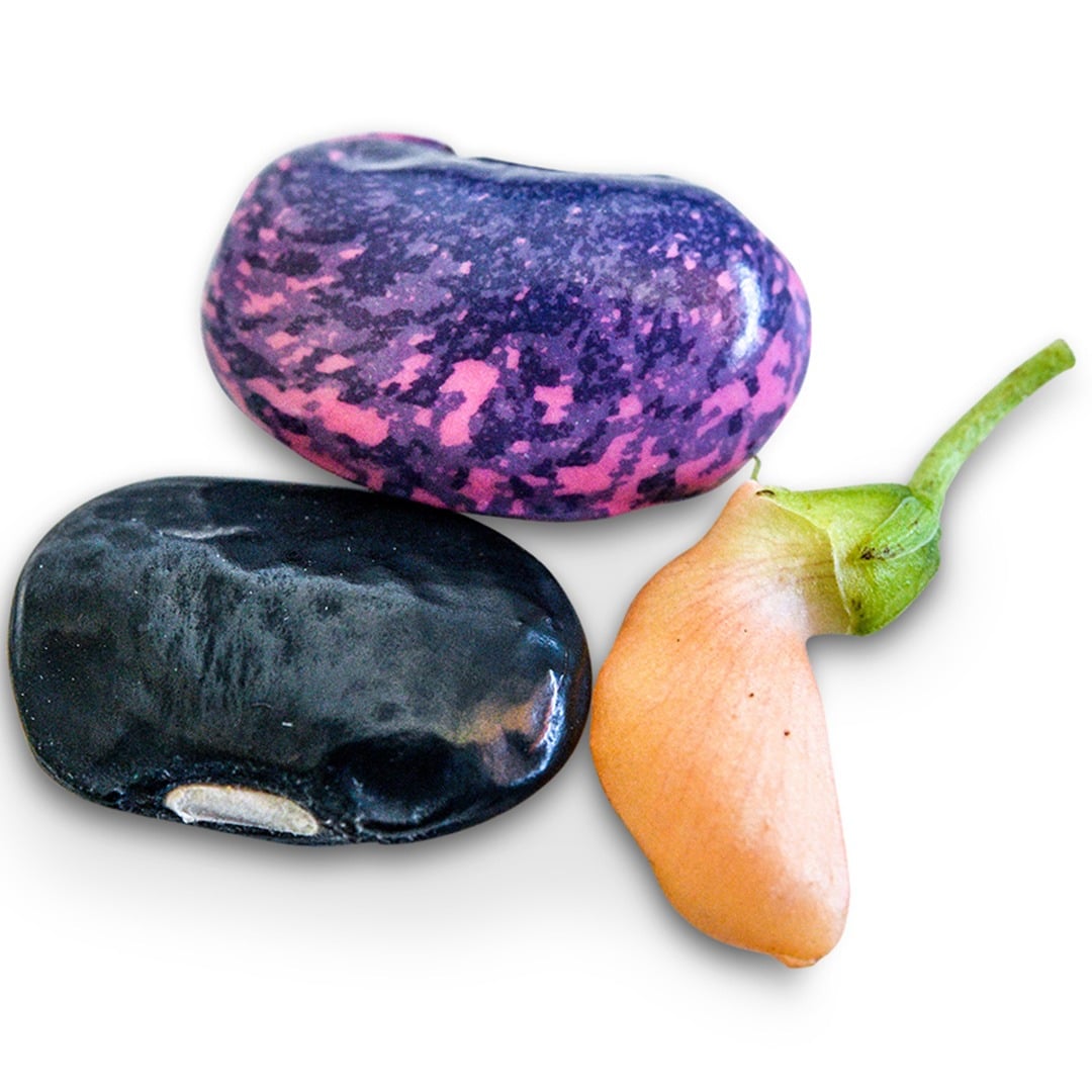 Sunset Runner Beans arranged on a white background.