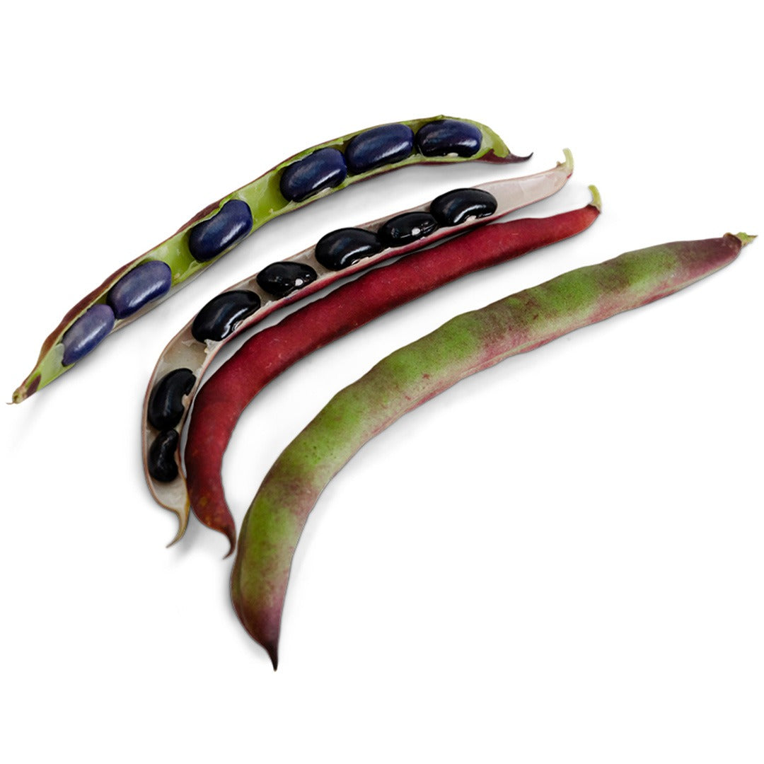 Cherokee Trail of Tears Bean pods with beans on a white background.