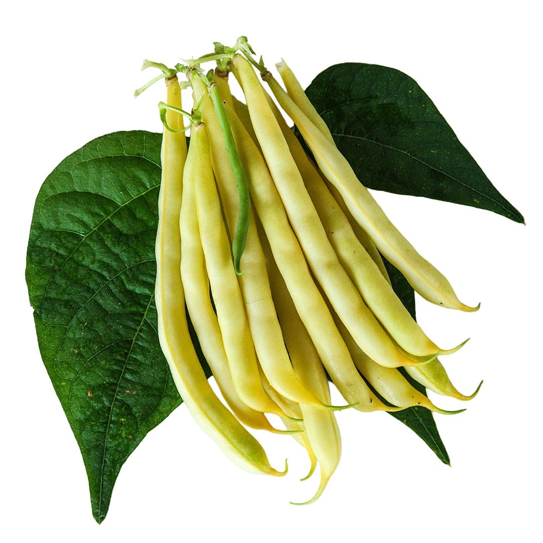Sonesta Wax Bush Beans with foliage on a white background.