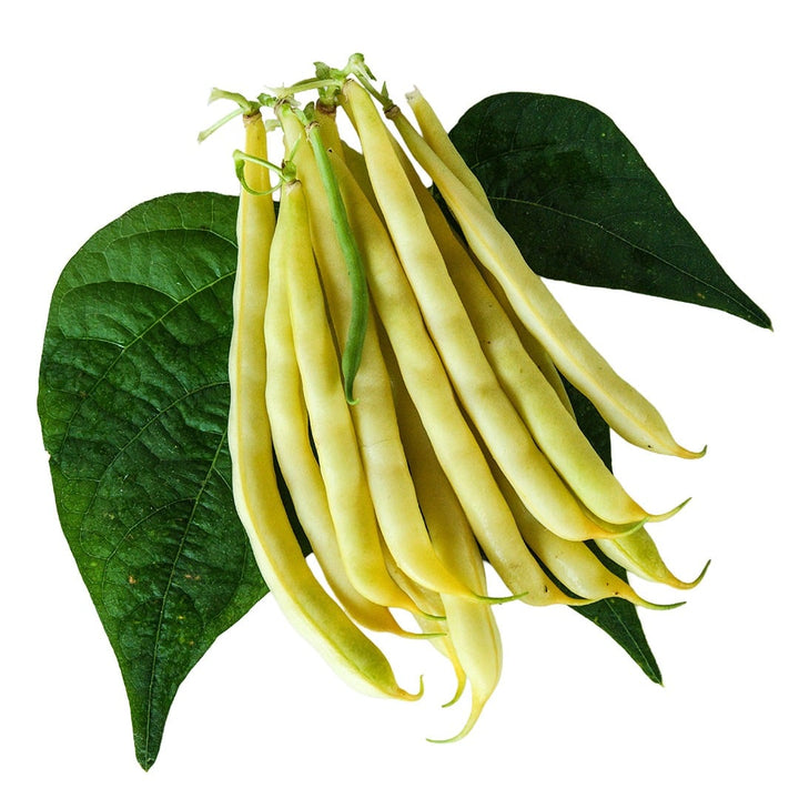 Sonesta Wax Bush Beans with foliage on a white background.