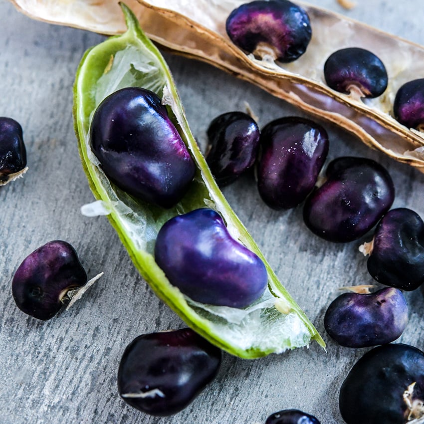 Succotash Beans in pods and loose arranged on a grey slate background.