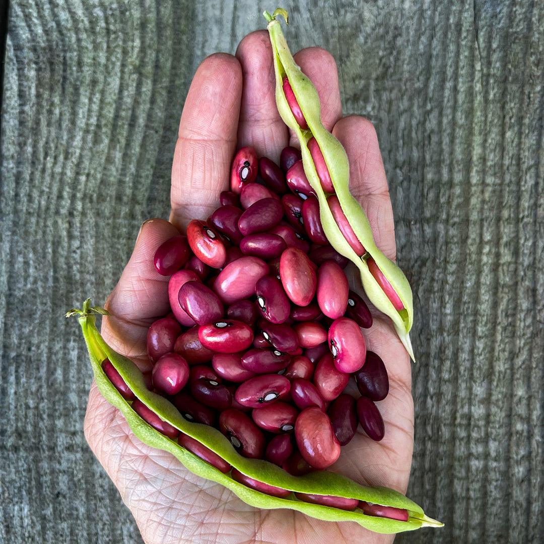 A handful of Hidatsa Red Indian Beans with pods on wood background. Image courtesy of Lucy Hutchins.