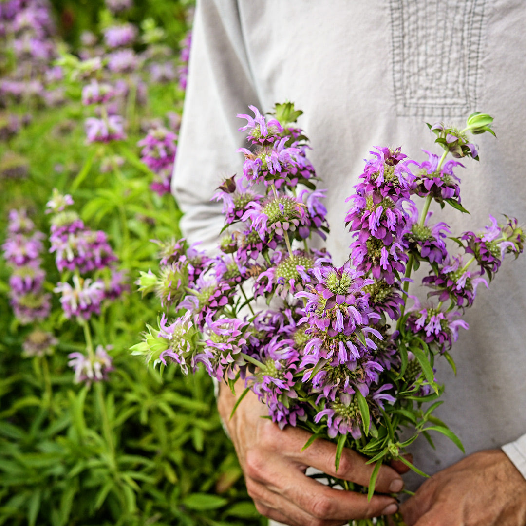 A gardener holds a bouquet of Lemon Bee Balm blooms in the garden with flowers blooming in the background.