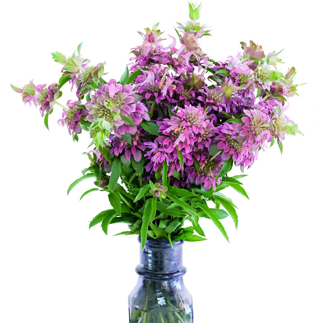 Lemon Bee Balm arranged in glass vase against a white background.