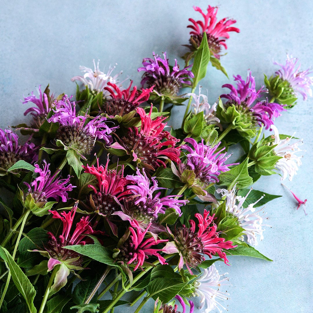 Spielarten Mix Bee Balm flowers on a light blue background.