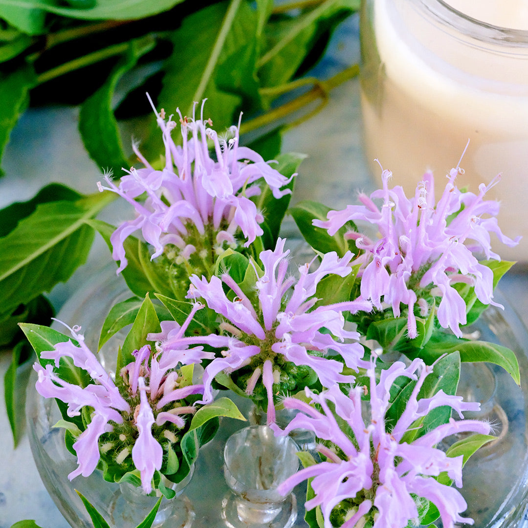 A close-up view of Wild Bergamot Bee Balm with milk.