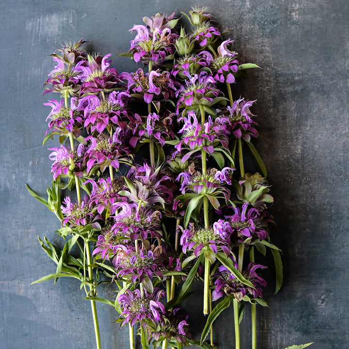 Stems of Lemon Bee Balm flowers on a grey background.