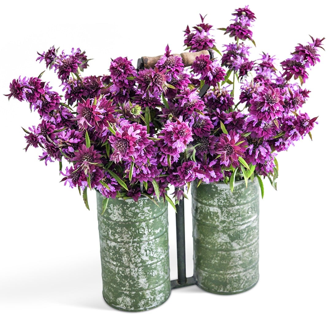 Bergamo Bee Balm arranged in metal handled floral vases on a white background.
