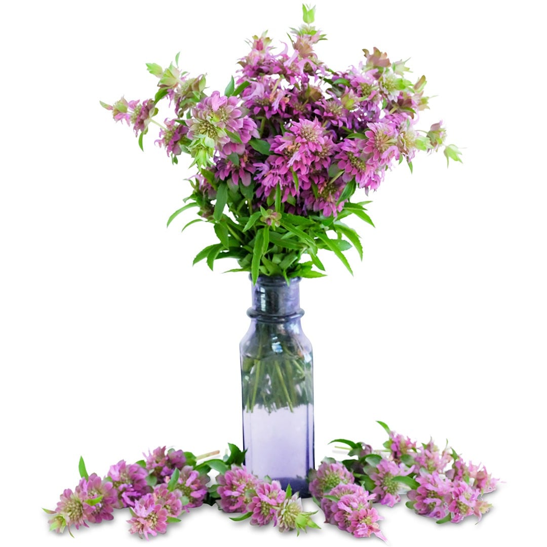 Bee Balm Seeds, Lemon